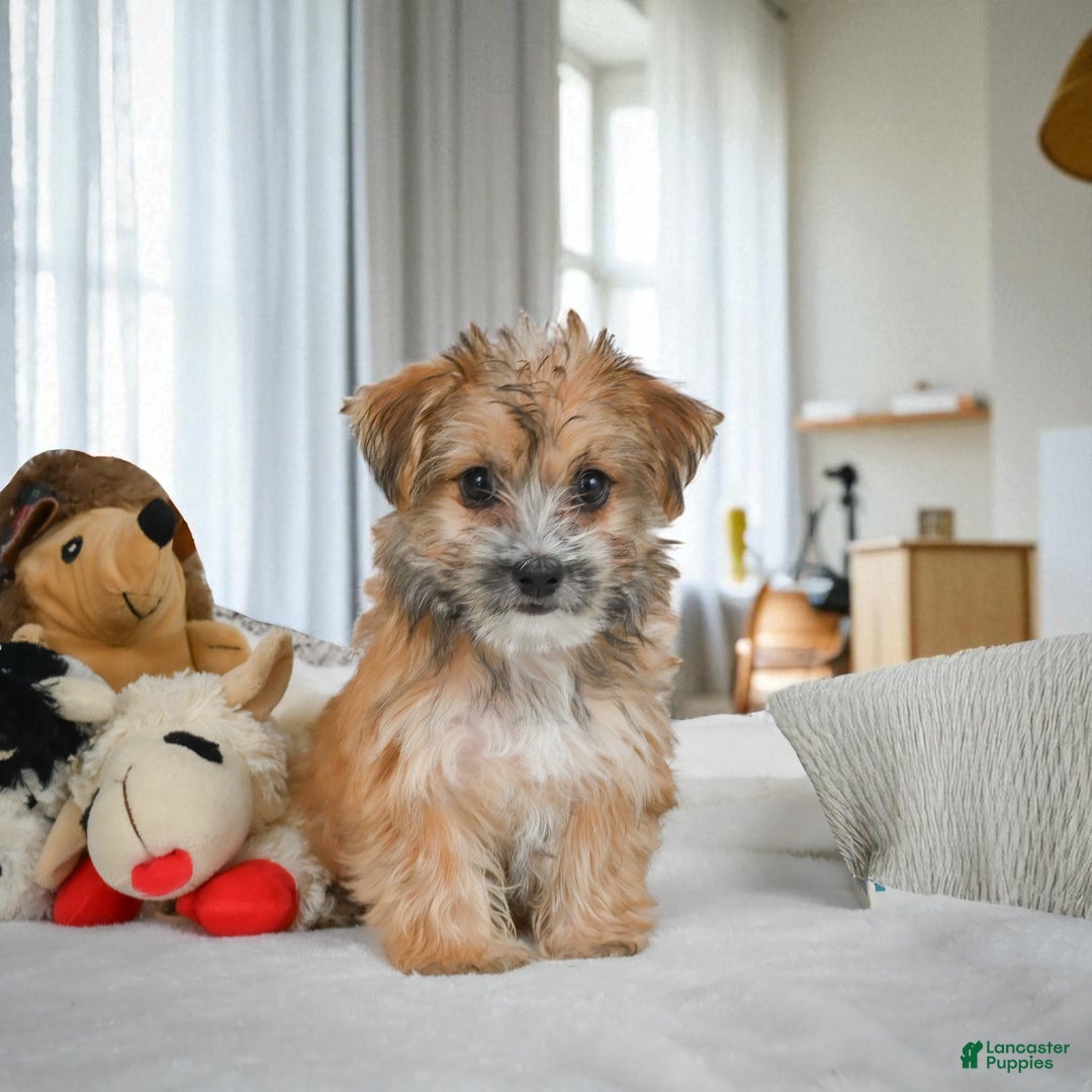 Morkie dogs for sale: ALICE - Ad 3