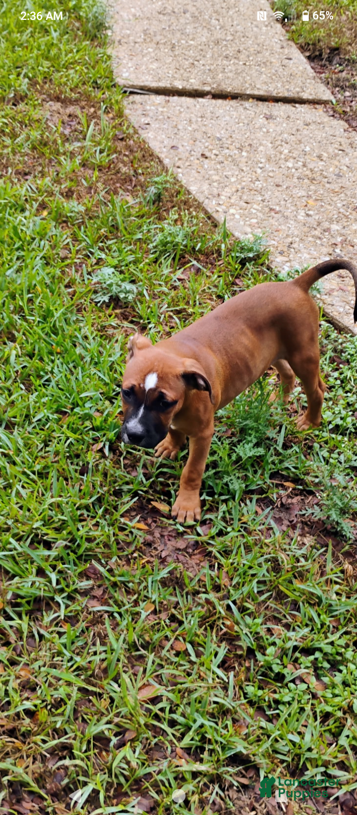 Staffordshire Bull Terrier dogs for sale: XL bully - Ad 8
