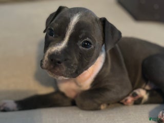 American Bully dogs American Bully Puppy 3 ( Ash) - Ad 15