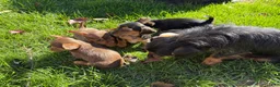 Dorkie dogs for sale: Dorkie 1 - Ad 5