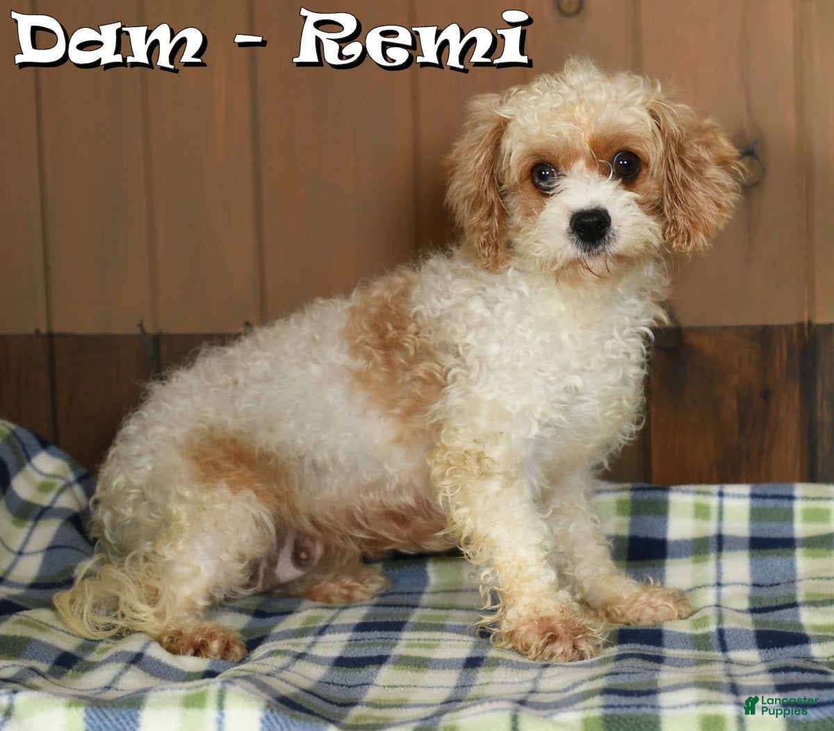 Mixed Breed dogs for sale: Winnie - Ad 10