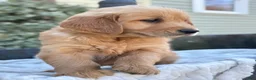 Golden Retriever dogs for sale: Melon - Ad 13