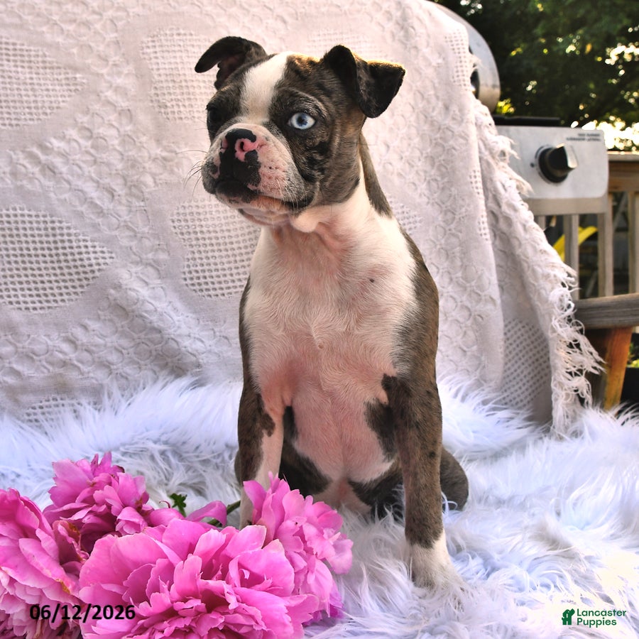 Boston Terrier dogs Brooklyn - Ad 1