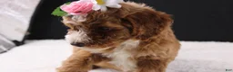 Mini Goldendoodle dogs for sale: Mini Goldendoodle 5 - Ad 7