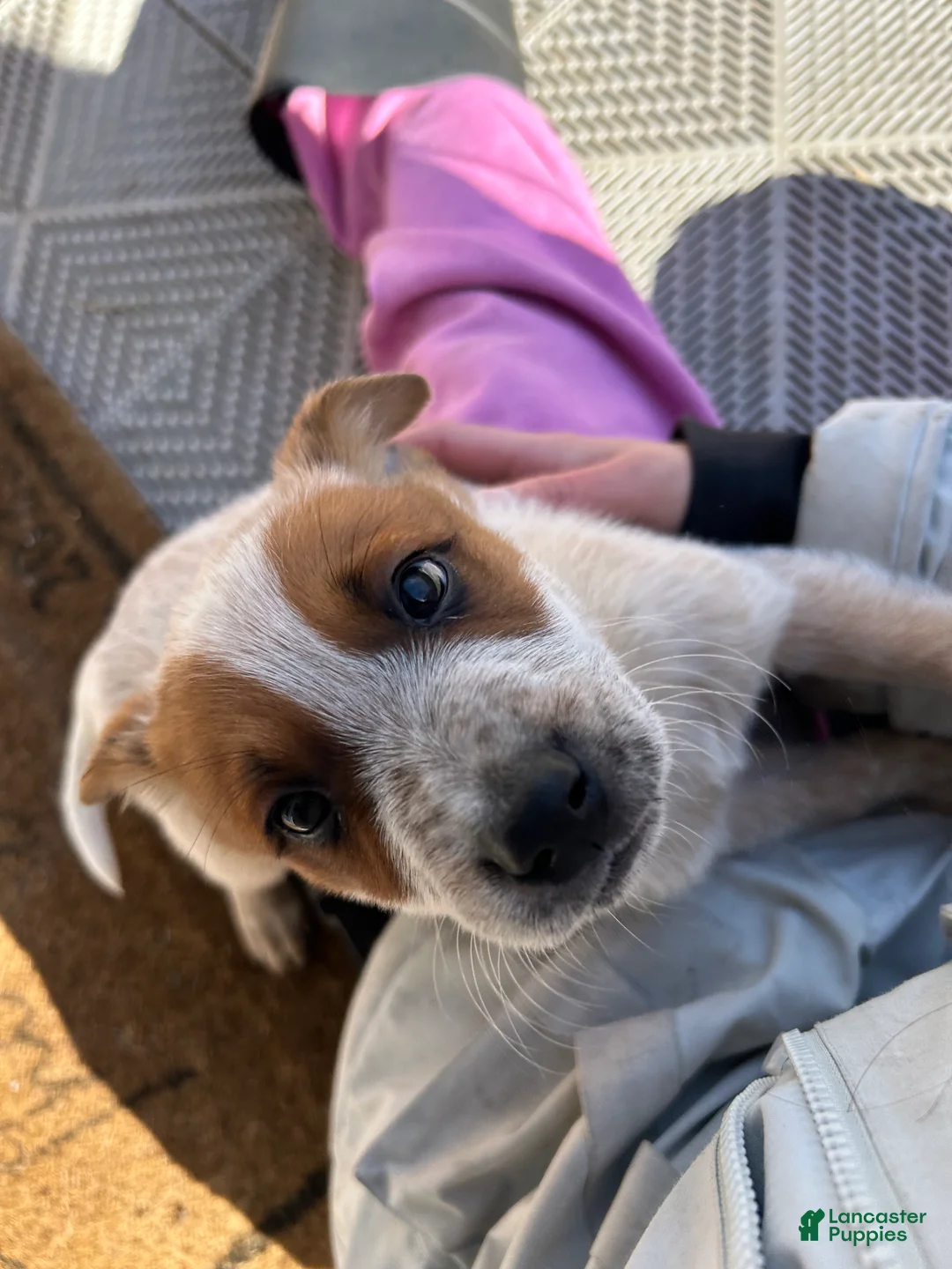 Australian Cattle Dog dogs for sale: Australian Cattle Dog Puppy 3 - Ad 2