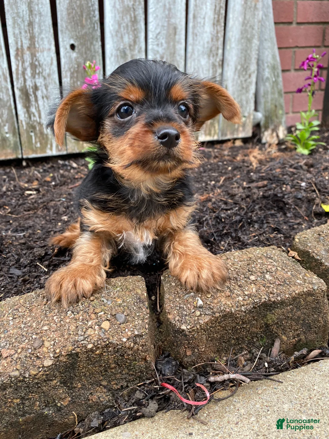 Yorkshire Terrier dogs for sale: Tommy - Ad 1