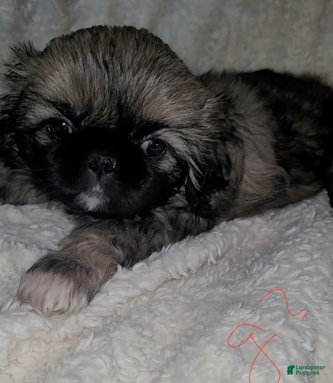 Pekingese dogs for sale: Pekingese 5 - Ad 2