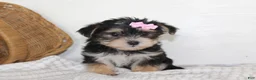 Morkie dogs for sale: Mille - Ad 6