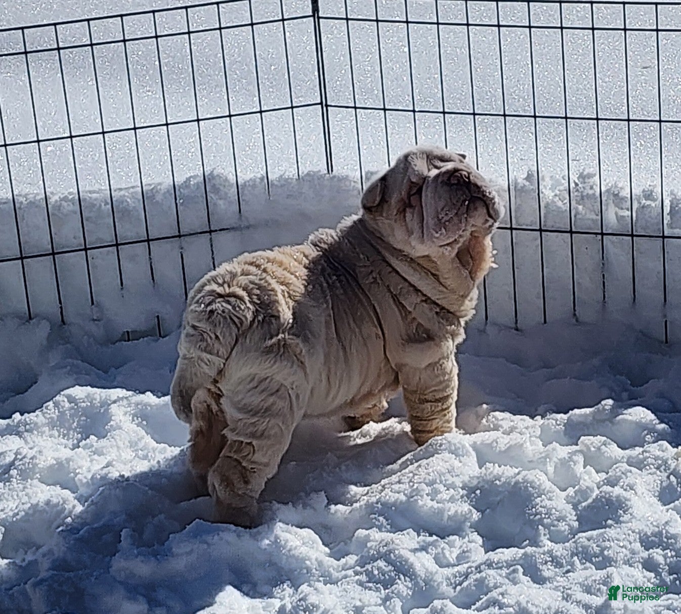 Shar Pei dogs Blizzard mini - Ad 2