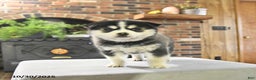 Pomsky dogs for sale: Keira - Ad 4