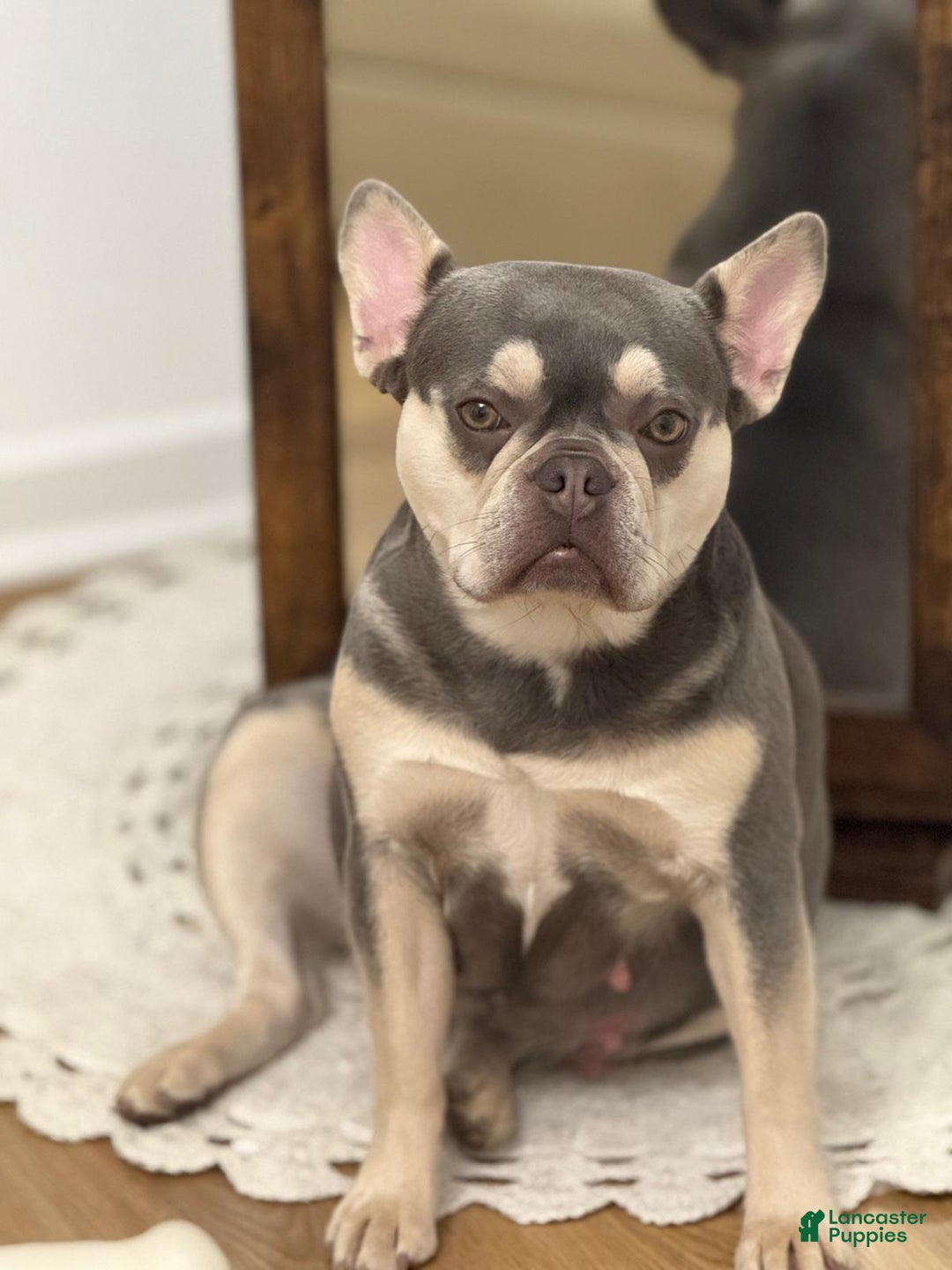 French Bulldog dogs for sale: Bellota - Ad 4