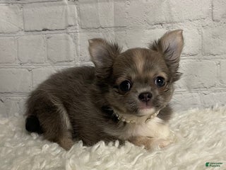 Chihuahua dogs Chihuahua Puppy 1 - Ad 33