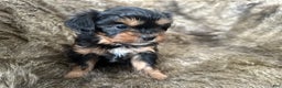 Shorkie dogs for sale: Adalyn - Ad 4