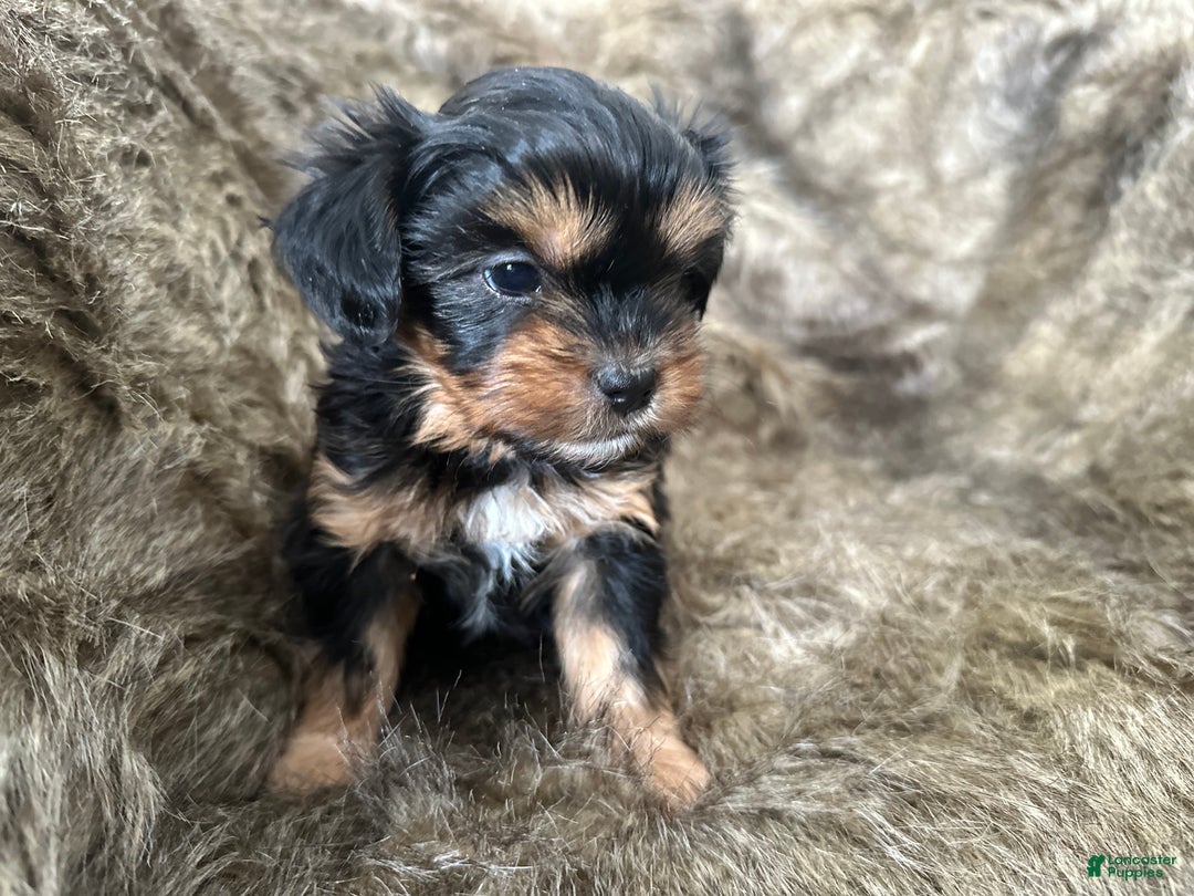 Shorkie dogs for sale: Adalyn - Ad 4