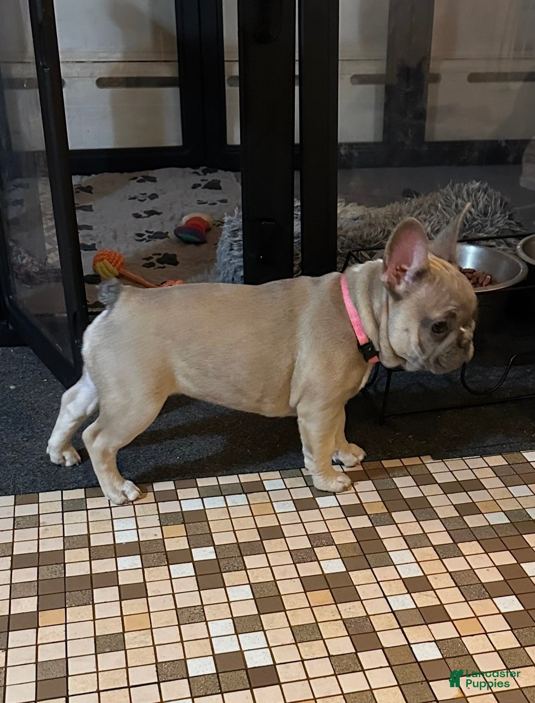 French Bulldog dogs for sale: Princess - Ad 2