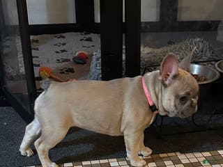 French Bulldog dogs Princess - Ad 36