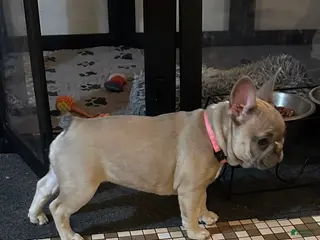 French Bulldog dogs Princess - Ad 1