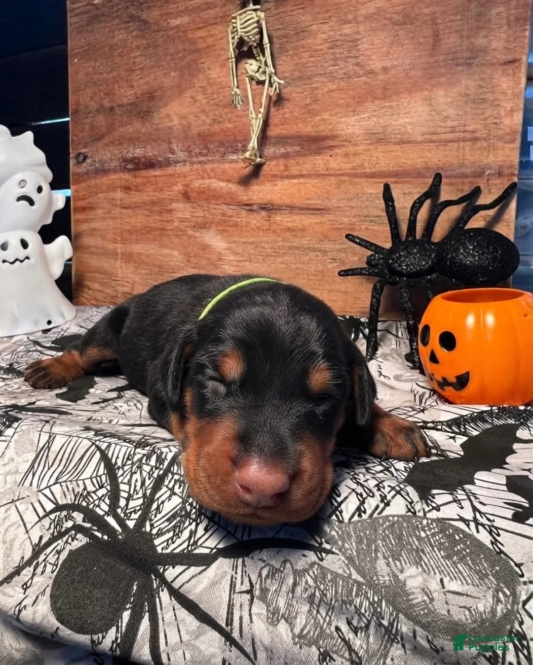 Doberman Pinscher dogs for sale: GhostFace: European Bloodlines - Ad 1