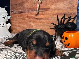 Doberman Pinscher dogs GhostFace: European Bloodlines - Ad 34