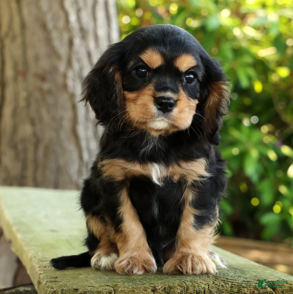 Cavalier King Charles Spaniel dogs for sale: Carson - Ad 8