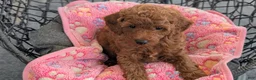 Toy Poodle dogs for sale: Vic - Ad 7