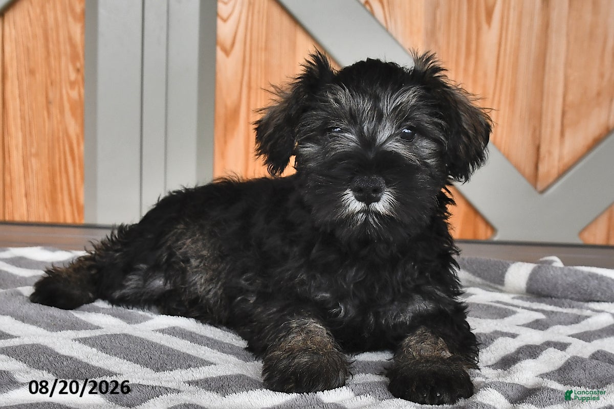 Miniature Schnauzer dogs Maggie - Ad 2