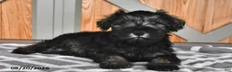 Miniature Schnauzer dogs for sale: Maggie - Ad 2