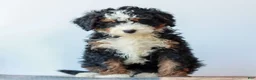 Mini Bernedoodle dogs for sale: Dixon  - Ad 3
