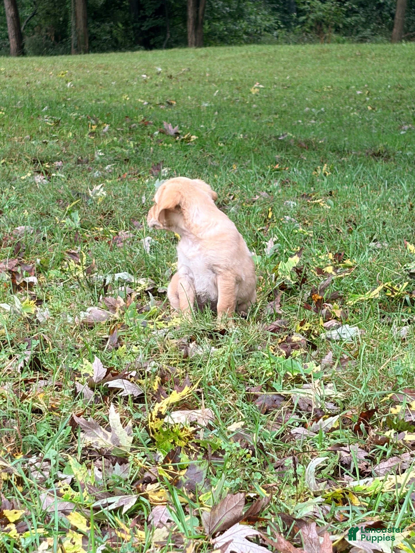 Mixed Breed dogs Mixed Breed 6 - Ad 2