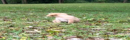 Mixed Breed dogs for sale: Mixed Breed 6 - Ad 2