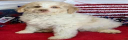 Mini Goldendoodle dogs for sale: Spirit - Ad 3