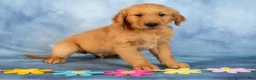 Golden Retriever dogs for sale: Chocolate - Ad 3