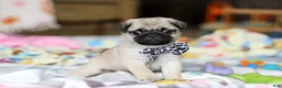 Pug dogs for sale: Poppy  - Ad 6