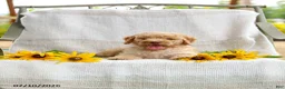 Mini Goldendoodle dogs for sale: Jeremy - Ad 5