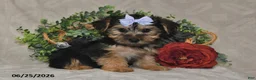 Yorkshire Terrier dogs for sale: Captian - Ad 1