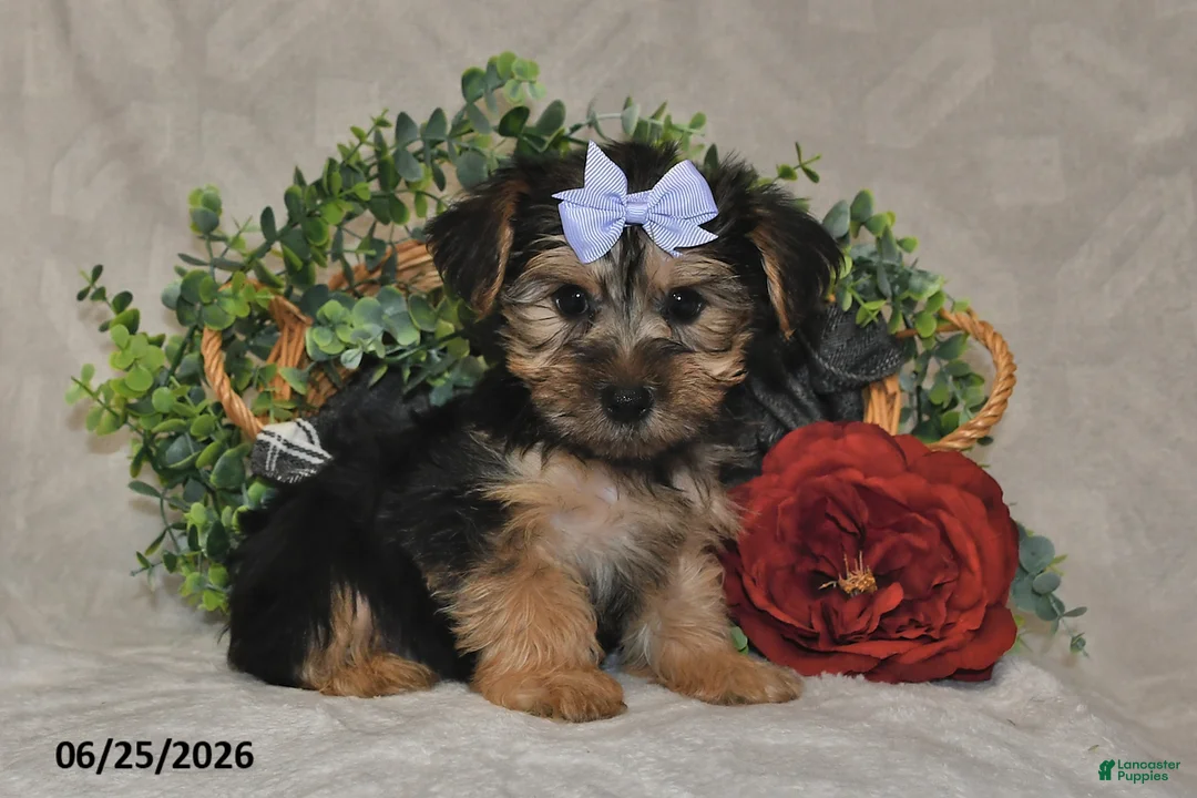 Yorkshire Terrier dogs for sale: Captian - Ad 1