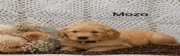 Golden Retriever dogs for sale: Mozo - Ad 3