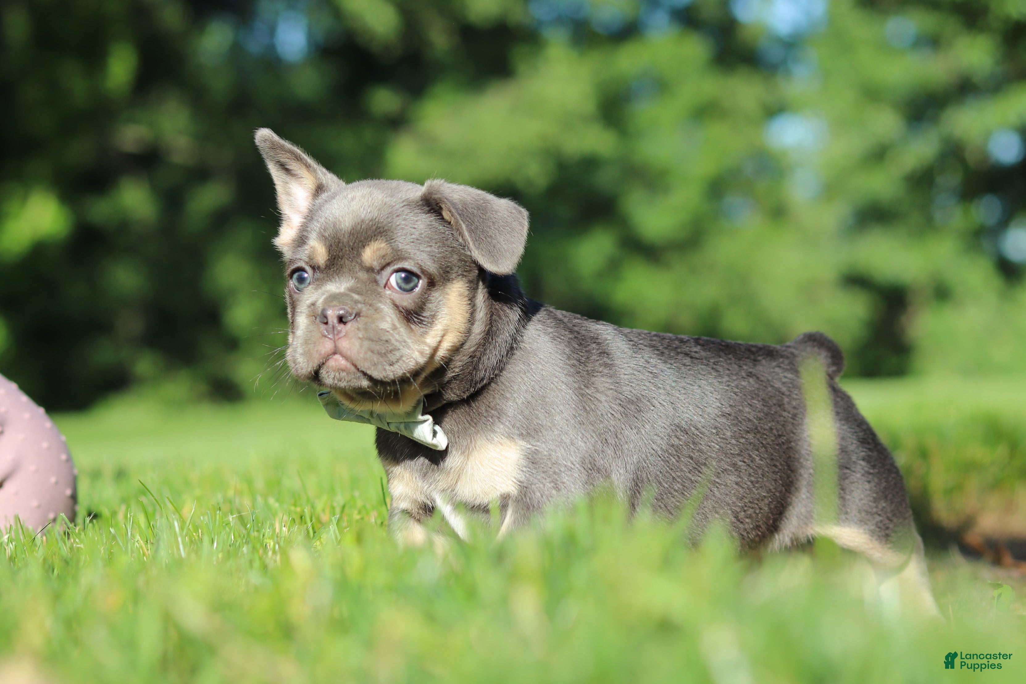 French Bulldog dogs for sale: Mason - Ad 9