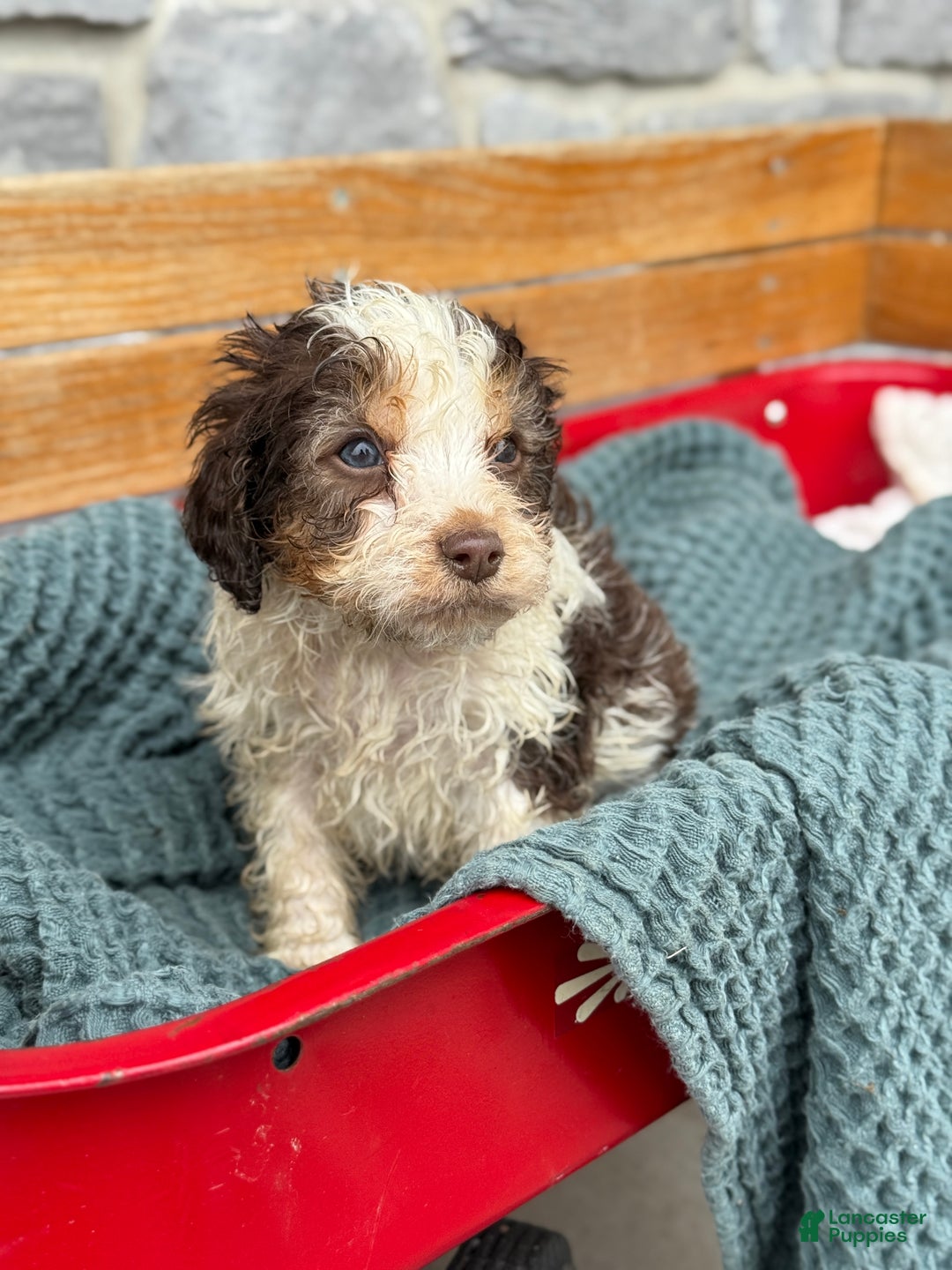 Cavapoo dogs for sale: Arlo - Ad 58
