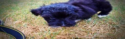 Havapoo dogs for sale: Kudos - Ad 17