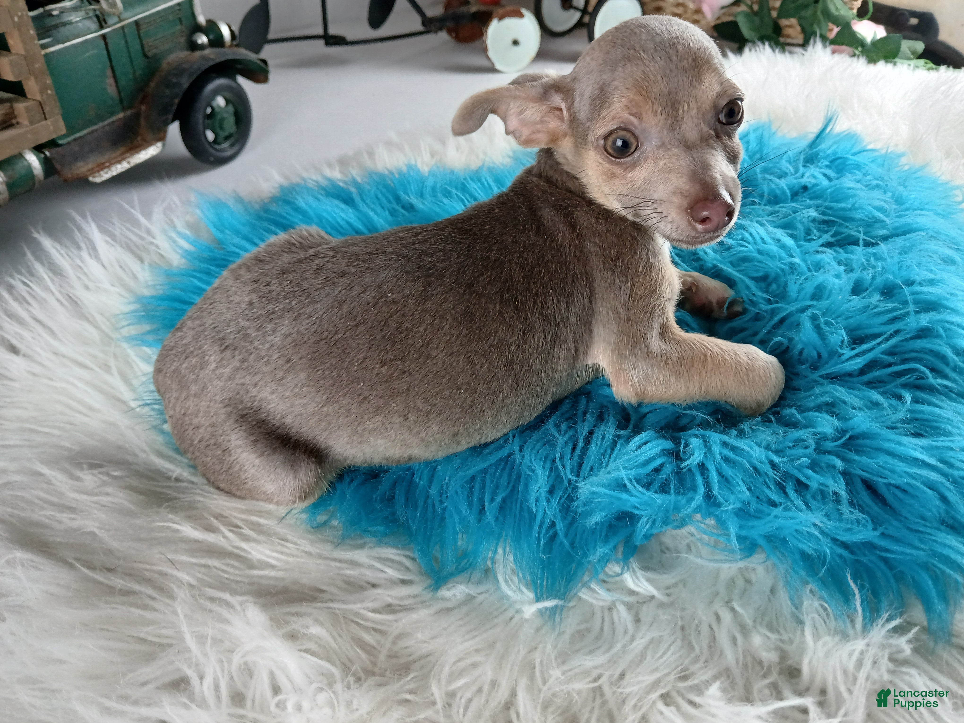 Chihuahua dogs Lilac and tan male,  Nationwide delivery  - Ad 31