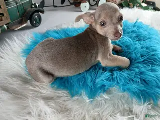 Chihuahua dogs Lilac and tan male, Nationwide delivery - Ad 31
