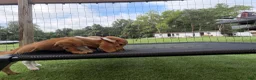 Miniature Dachshund dogs for sale: Miniature Dachshund 1 - Ad 4