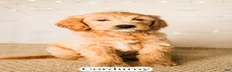 Goldendoodle dogs for sale: Corduroy - Ad 20