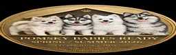 Pomsky dogs for sale: Clover - 2 Year Health Contract- Family Loved and Raised  - Ad 13