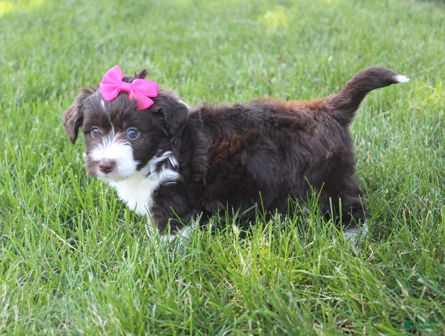Mini Aussiedoodle dogs for sale: Jamie 🎀 - Ad 7