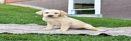 Labrador Retriever dogs for sale: Gus - Ad 3