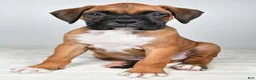 Boxer dogs for sale: Danny - Ad 3