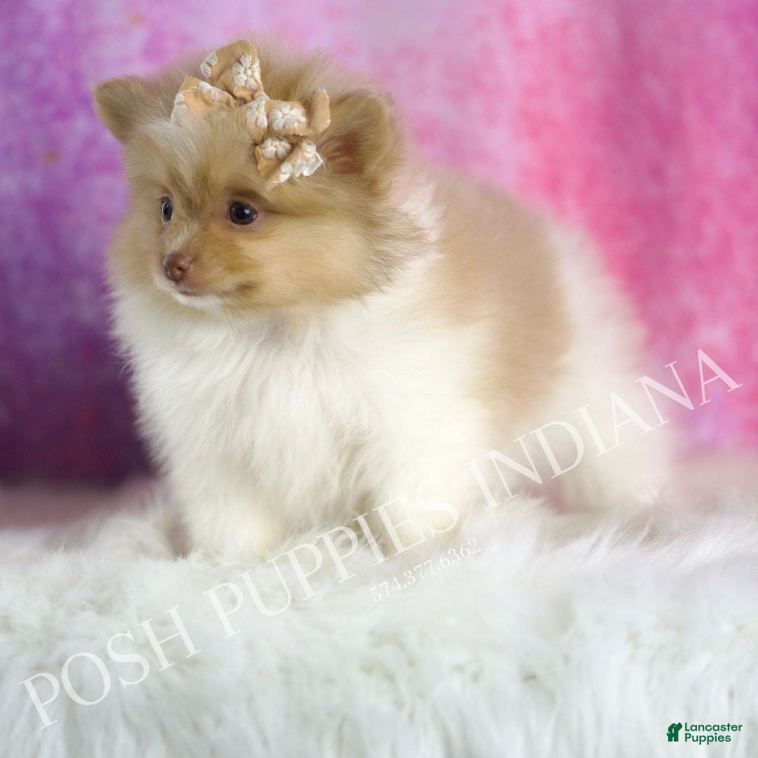 Pomeranian dogs for sale: Ginger - Ad 6