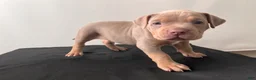 American Bully dogs for sale: American Bully Puppy 2 - Ad 4
